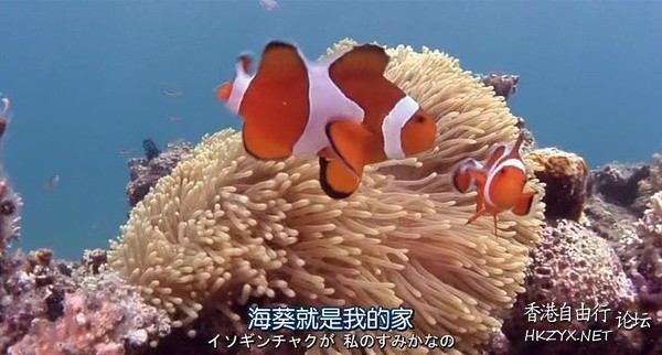   海洋生態