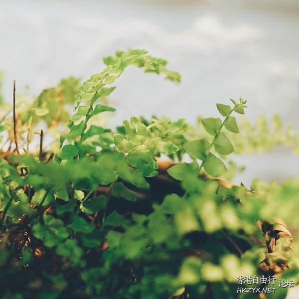 Nature Detail  貼上 精華分享