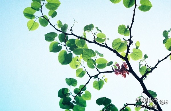 Nature Detail  貼上 精華分享
