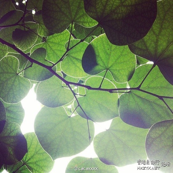 Nature Detail  貼上 精華分享