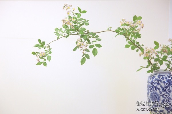 Nature Detail  貼上 精華分享