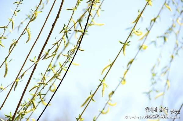 Nature Detail  貼上 精華分享