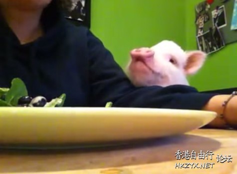   Pets 寵物護理 +紀念堂