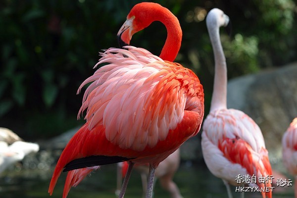   Birds 飛烏