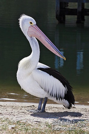   Birds 飛烏