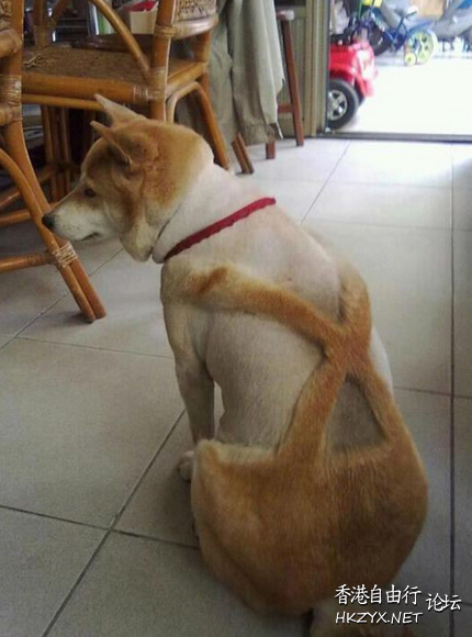   Pets 寵物護理 +紀念堂