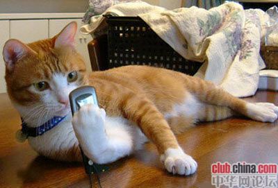  Pets 寵物護理 +紀念堂
