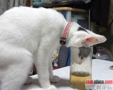 cat仔笑死人  Pets 寵物護理 +紀念堂