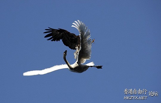驚險百出攝影  貼上 精華分享