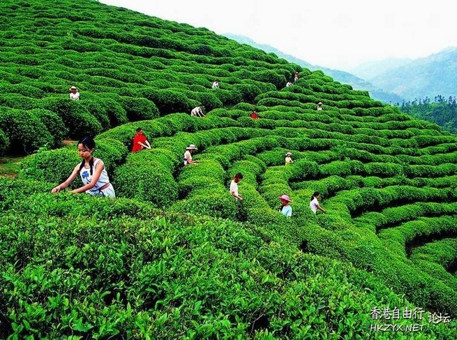 武夷山一遊  ChinaTravel 中國觀光景點