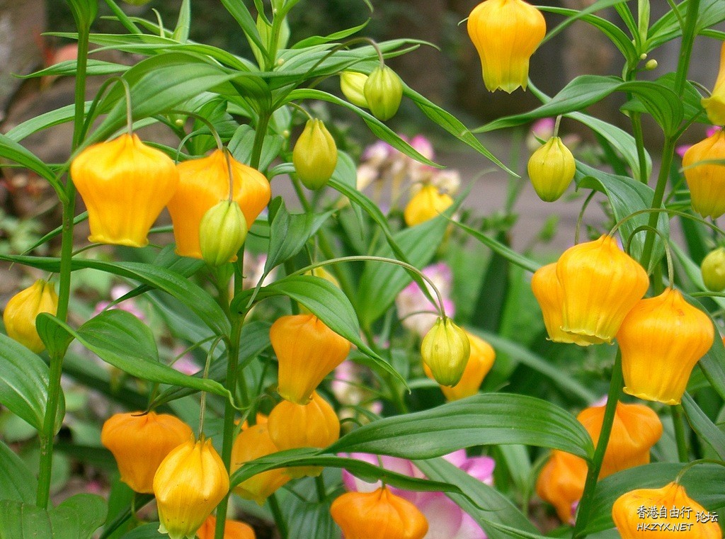 燈籠花  生活竅门