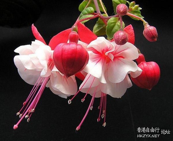 燈籠花  生活竅门