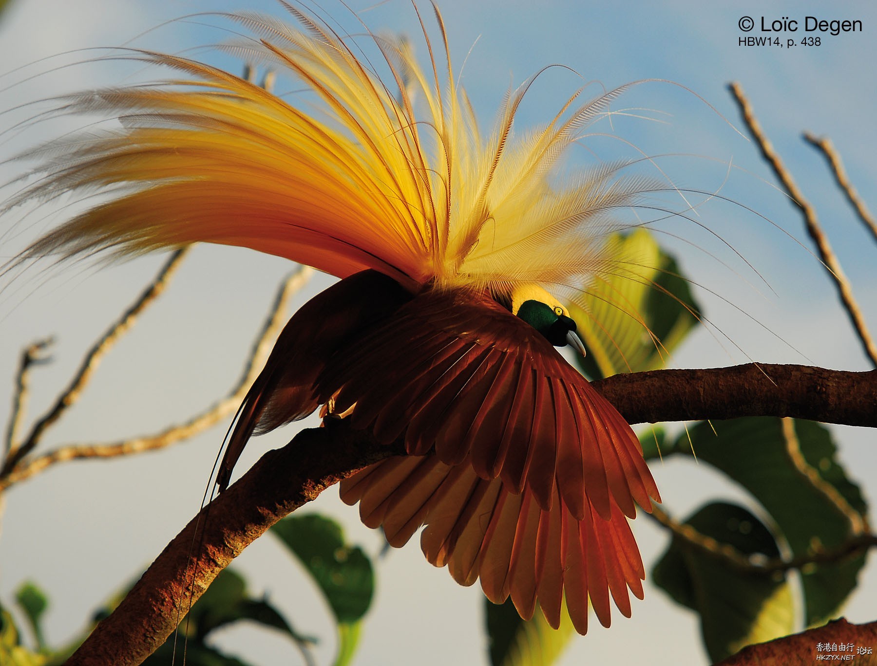 Bird-of-Paradise  Birds 飛烏