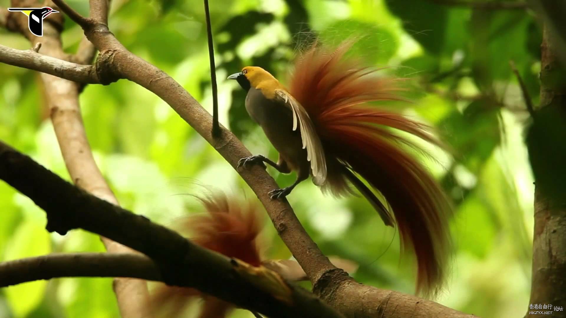 Bird-of-Paradise  Birds 飛烏
