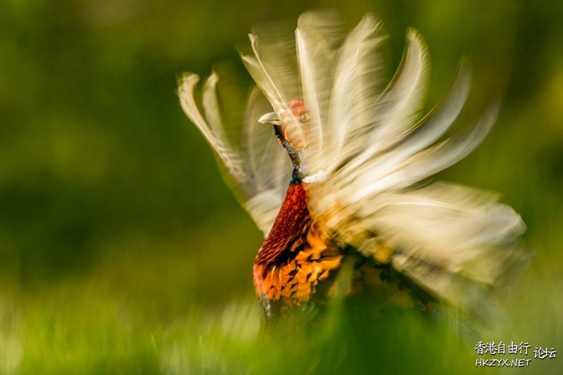   Birds 飛烏