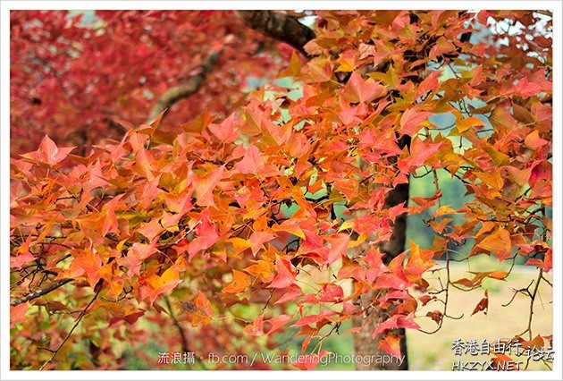 紅葉觀賞-欣澳  休閒好去處 + 投稿站