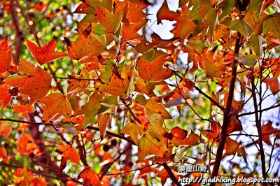 紅葉觀賞-欣澳  休閒好去處 + 投稿站