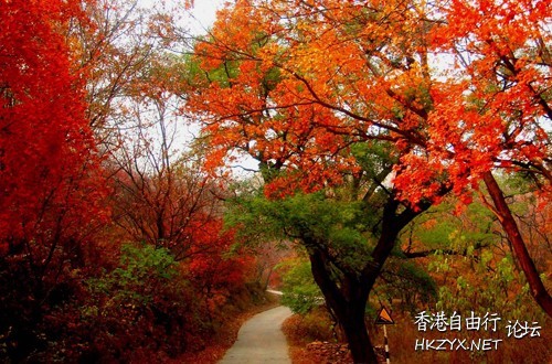 紅葉觀賞-欣澳  休閒好去處 + 投稿站