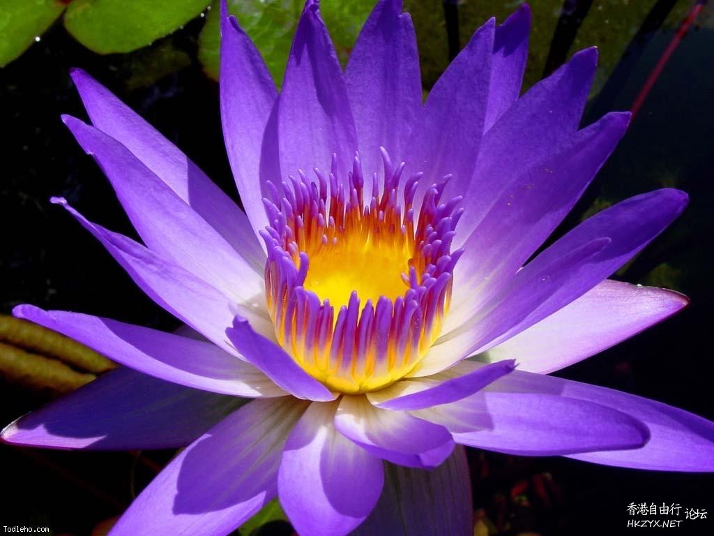 Lily Flower For Mobile  Phones 手機天下 電腦