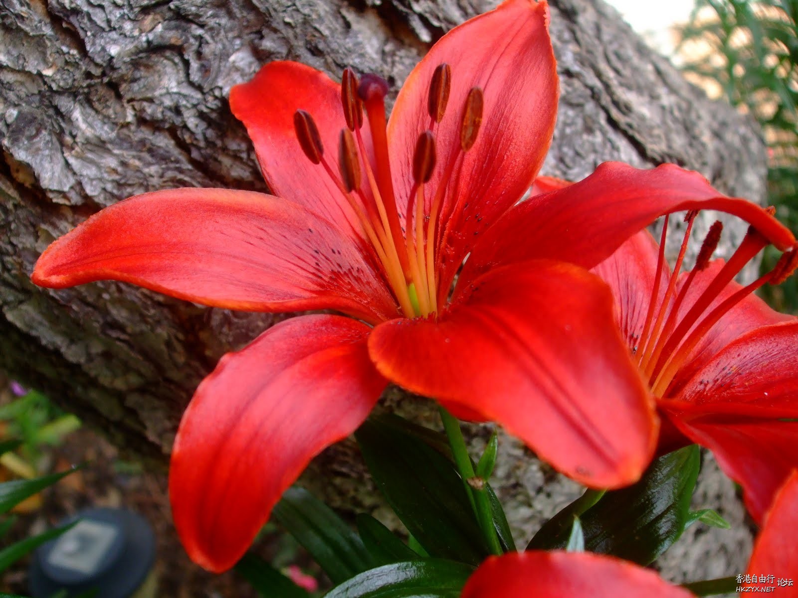 Lily Flower For Mobile  Phones 手機天下 電腦