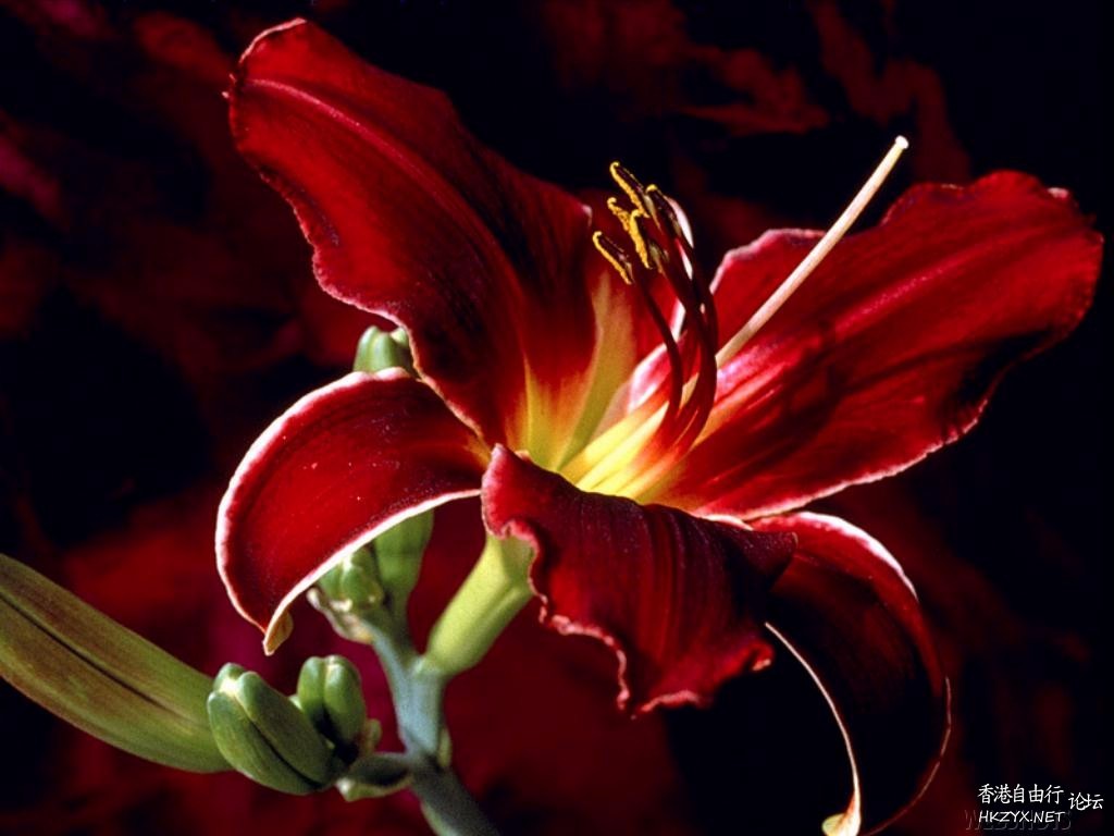 Lily Flower For Mobile  Phones 手機天下 電腦