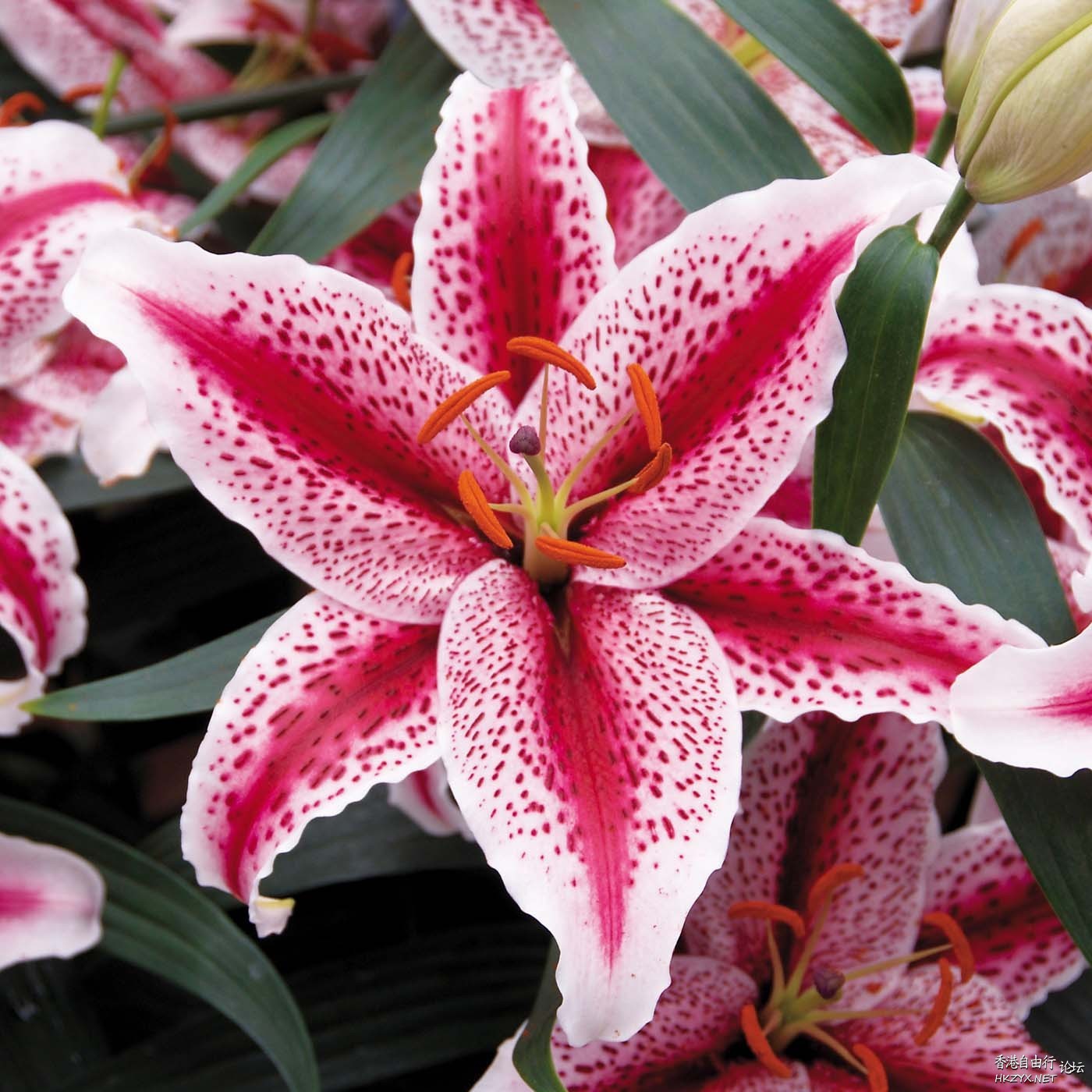 Lily Flower For Mobile  Phones 手機天下 電腦