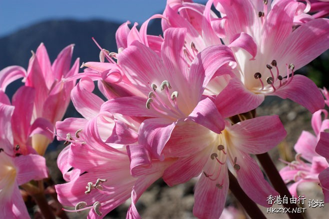 Lily Flower For Mobile  Phones 手機天下 電腦