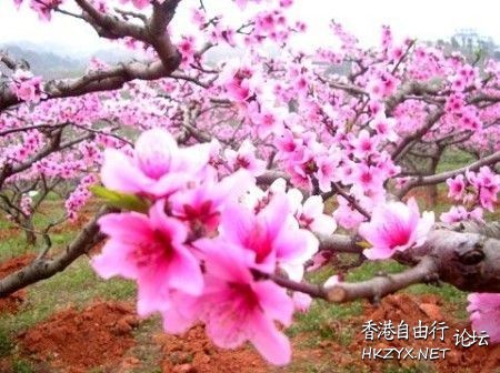 在哪桃花盛开的地方  ChinaTravel 中國觀光景點