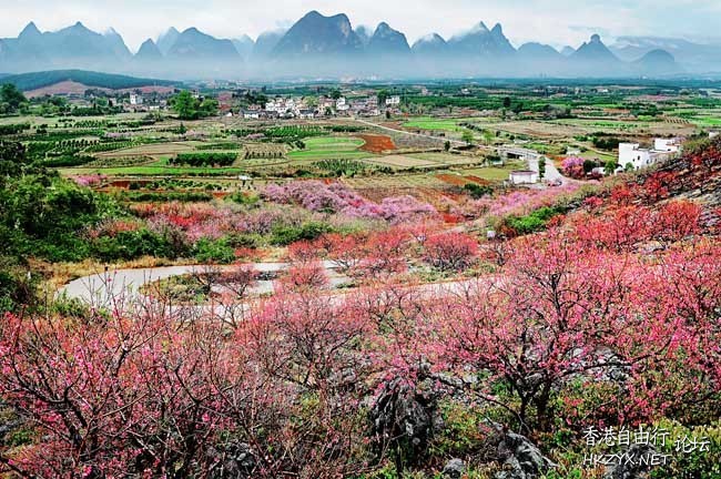 在哪桃花盛开的地方  ChinaTravel 中國觀光景點