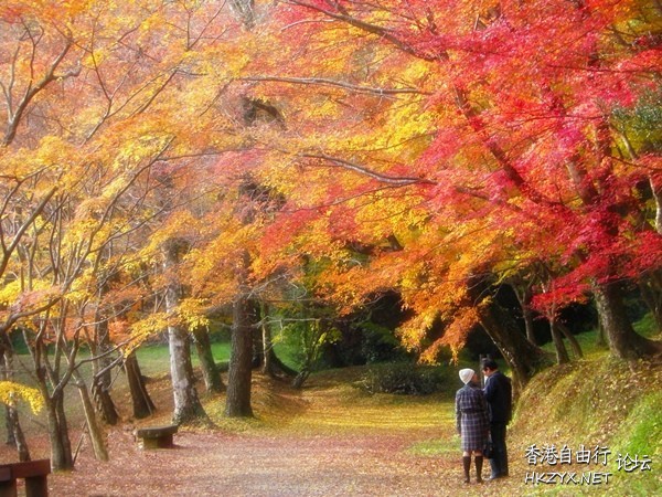 日本秋天『楓葉』  World Trave...欧美