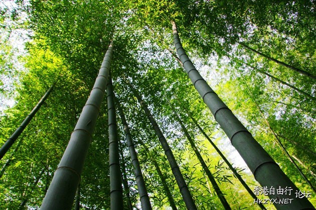 竹之舞技   Landscape 山水湖林