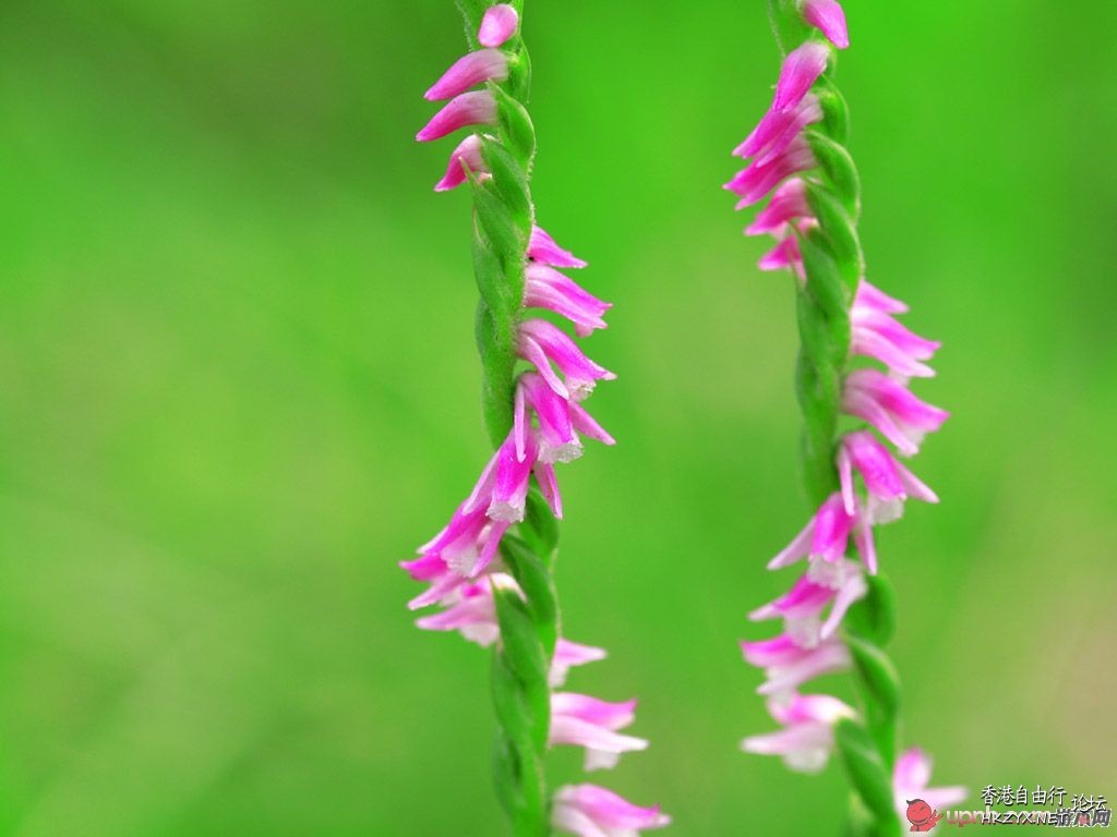 绿色清新-小草與花  Flowers花卉