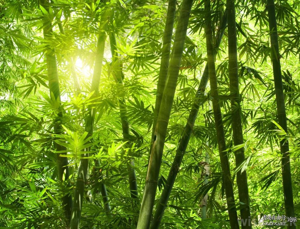 竹之舞技   Landscape 山水湖林
