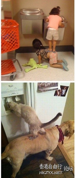   Pets 寵物護理 +紀念堂