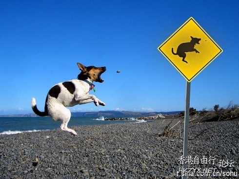   Pets 寵物護理 +紀念堂