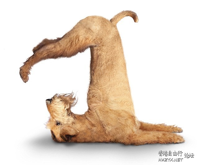   Pets 寵物護理 +紀念堂