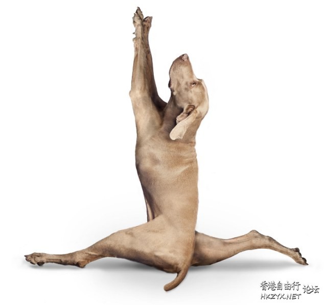 dogs- handstand  Pets 寵物護理 +紀念堂