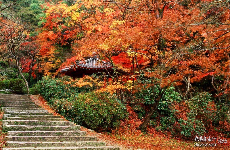 濟南紅葉谷  ChinaTravel 中國觀光景點