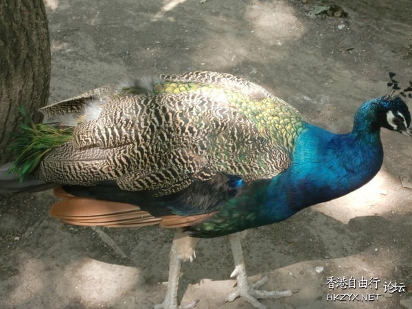 哈尔滨北方森林动物  ChinaTravel 中國觀光景點