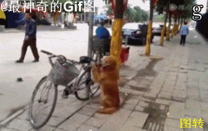 Cat: 願太平天下  Pets 寵物護理 +紀念堂