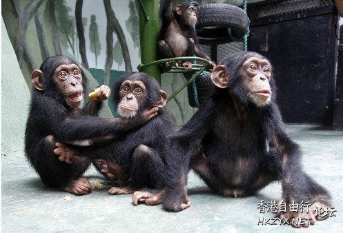 濟南動物園圖  ChinaTravel 中國觀光景點