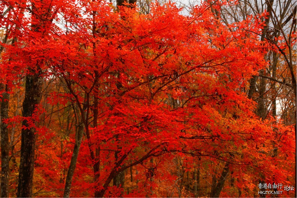 濟南紅葉谷  ChinaTravel 中國觀光景點