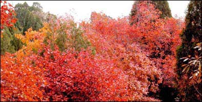 秋天-紅葉  貼上 精華分享