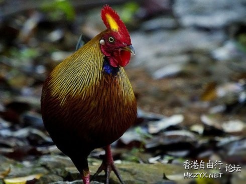 我是美麗的雞  Pets 寵物護理 +紀念堂
