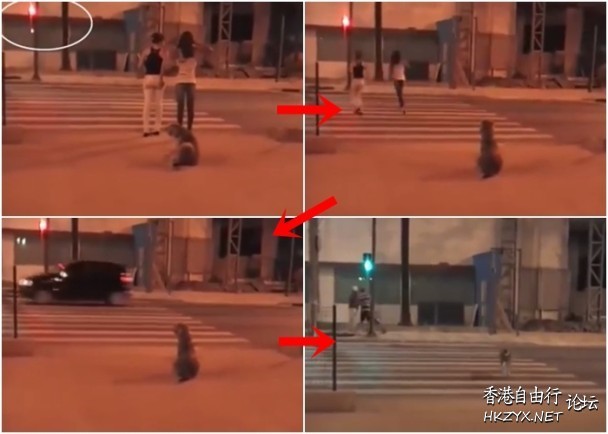 守法狗狗識睇交通燈過路  世界新闻