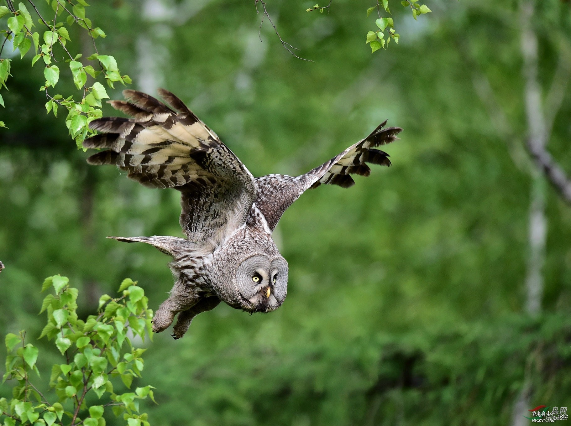 猫头鹰图片  Birds 飛烏