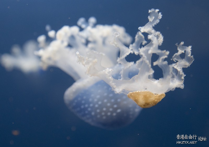   海洋生態