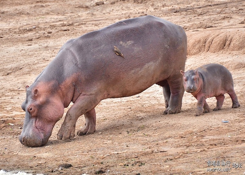 動物世界溫馨的母子情深  Ecology 生態留影