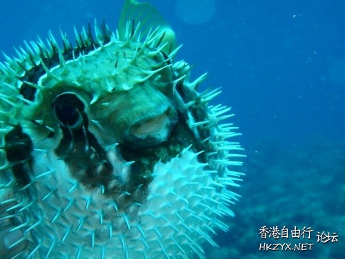   海洋生態