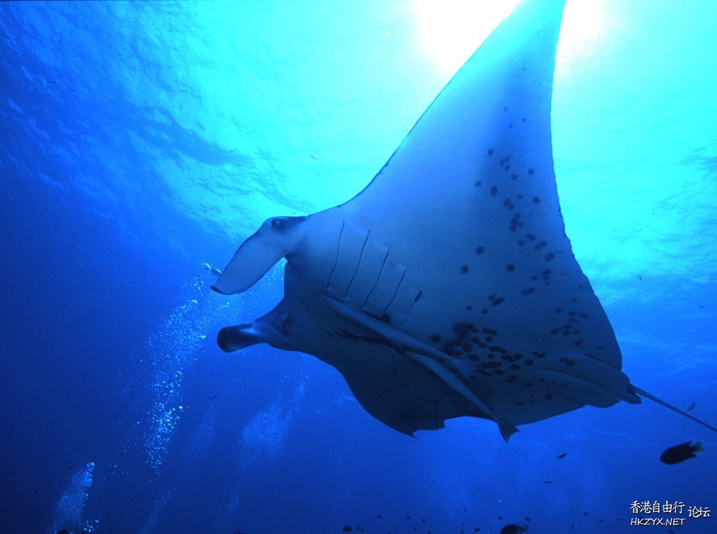   海洋生態